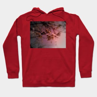 cherry blossoms in the sun, red tint Hoodie